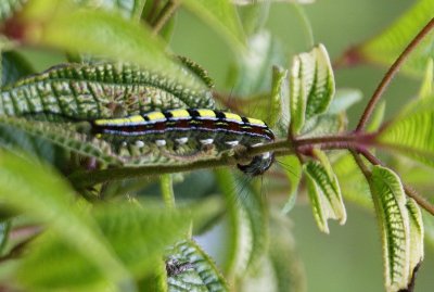 Lymantriidae caterpillar