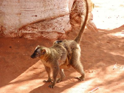 Red-fronted brown lemur and young
