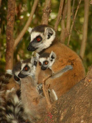 Three sizes of ring-tailed lemurs