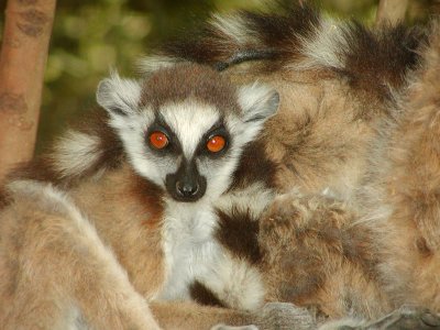 Ring-tailed lemur youngster