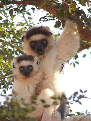 Verreaux sifaka and young