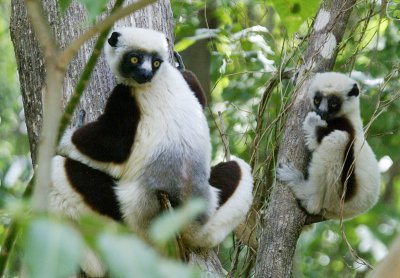 Coquerel's sifaka and young
