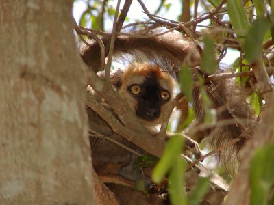 Red-fronted brown lemur youngster