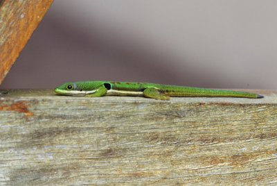 Four-spotted Day Gecko