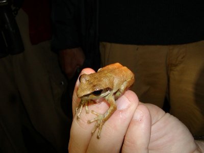 Mascarene grass frog