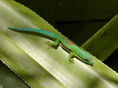Lineated day gecko