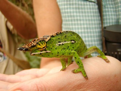 Green-colored horned chameleon