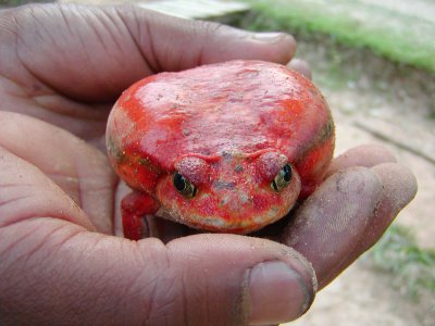 Tomato frog