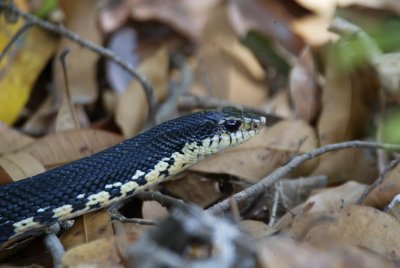 Giant Hog-nosed Snake