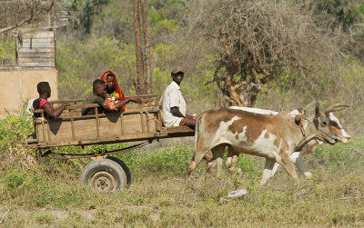 Oxcart in Ifaty