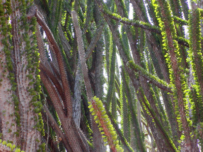 Didiereacaea, more spiny forest spines