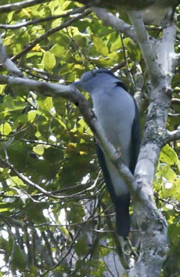 Madagascar Cuckoo Roller male