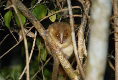 Golden-brown mouse lemur