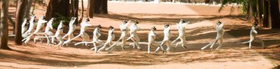 How many sifakas does it take to cross the road?