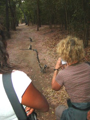 Ring-tailed lemurs following us on Berenty trail