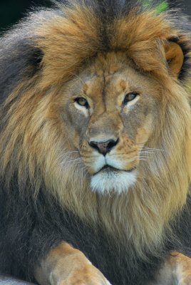 Lion Portrait
