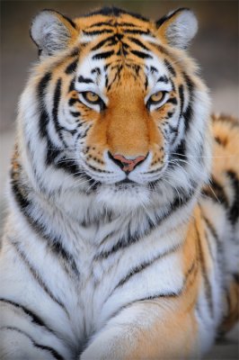 Siberian Tiger