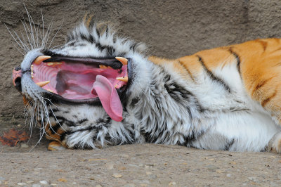 Tiger Yawn