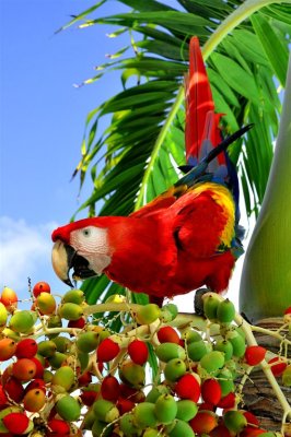 Scarlet Macaw Festing on Palm, Jungles of Palenque