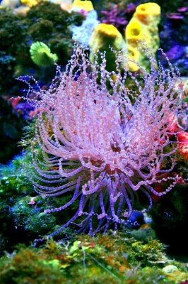 Fragile Anemone, Paraiso Coral Reef