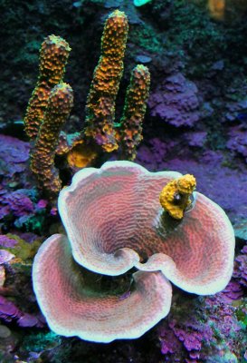 Sea Sponges, Paraiso Reef in Yucatan