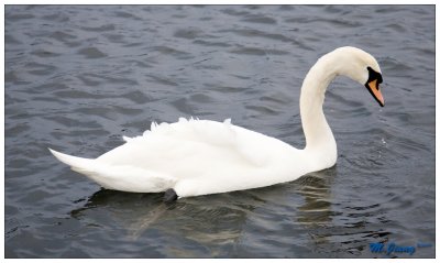 Giant Swan