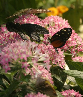 D.C. Butterflies
