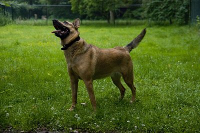 dog