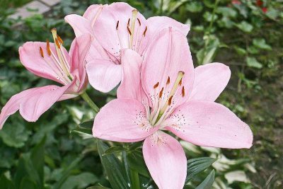 Pink-Lily653.jpg