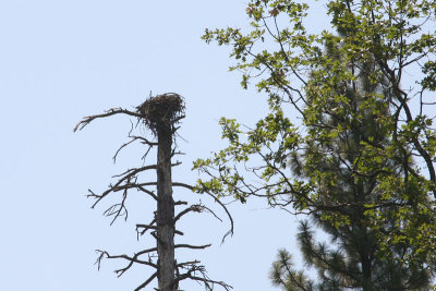 bass_lake_eagle