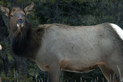 elk03.jpg