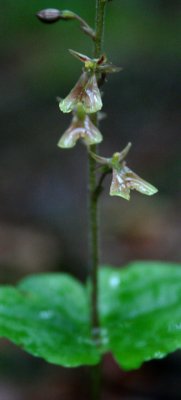 Listera Smallii Orchid Macro Raindrops v tb0608