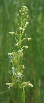Platanthera Lacera Orchid in Early Bloom v tb0608