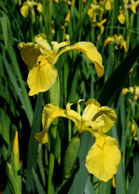 Yellow Irises in Sunny Splendor v tb0608