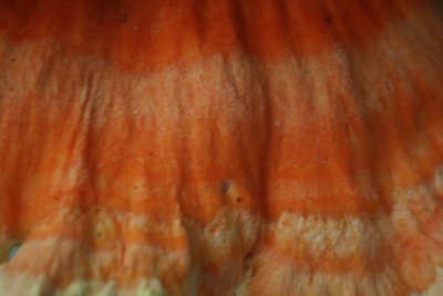 Orange Fungi Shelf Close-up tb0608