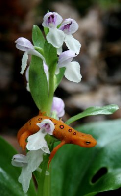 Salamander on Showy Orchis v tb0608
