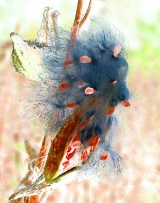 Milkweed Flowing Seed Pod in Sun CNg tb1401hn.jpg