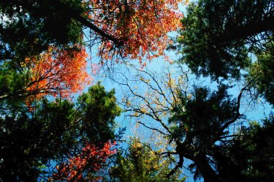  Appalachian Fall Colors