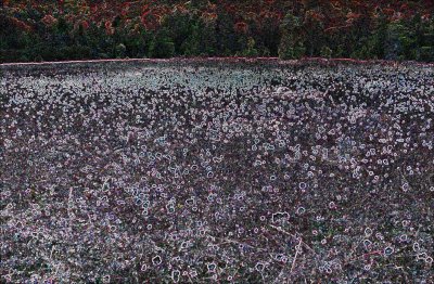 Cotton Grass in Cran Clades - Early Fall CSK TB0904.jpg