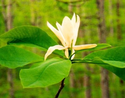 Magnolia Blossom in Woods CR  tb503A.jpg