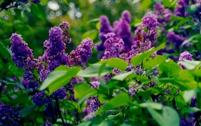 Lilacs Blooming in Bunches w-Leafage tb5-02.jpg