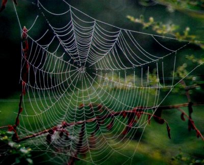 Spiders Web in Woods.jpg