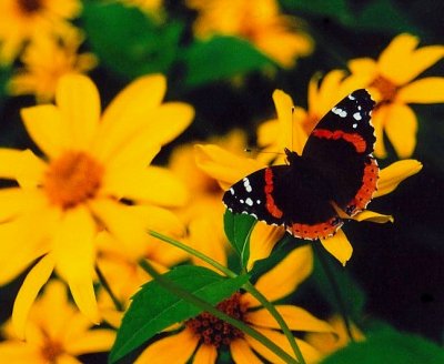 Red Admiral Butterfly on Wildflowers tb0703.jpg