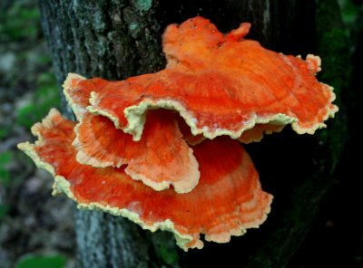 Orange Shelf Fungi on Oak cr tb0608