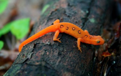 Brightly Colored Red Eft Arching over Log tb0608