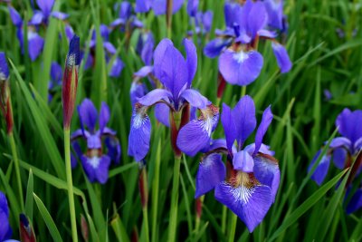 Purple Iris Patch Rich Color tb0608