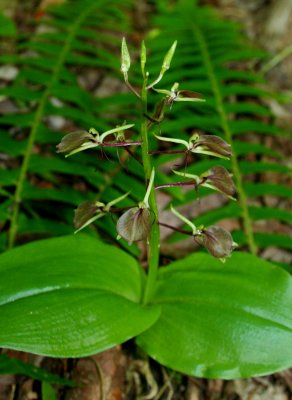 Lilifola Orchid Blooming & Basal Lvs 1b tb0608