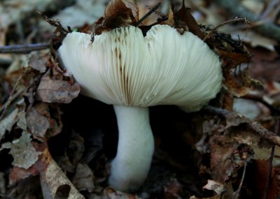 White Mushroom Springing Upward tb0608