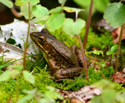 Woodland Green Frog in TMNs cr tb0608