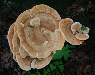 Large Brown Shelf Fungi in WV Woods tb0608